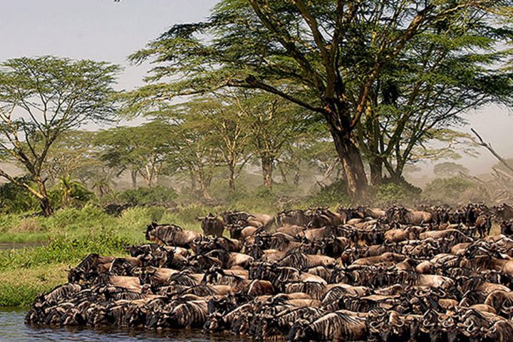 Serengeti-National-Park