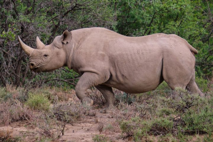 Serengeti-National-Park (2)