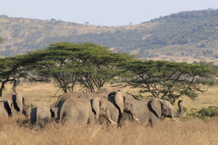 Serengeti-National-Park (3)