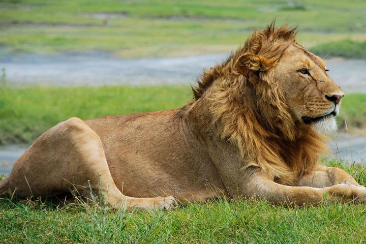 Tarangire-Lion