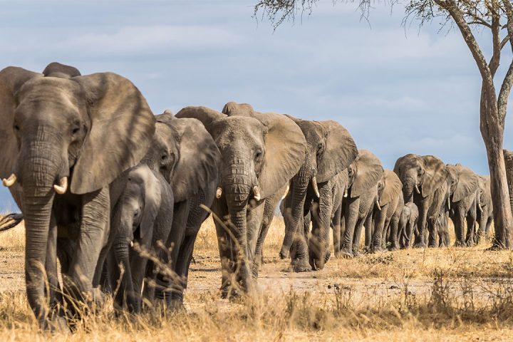 Tarangire-NP