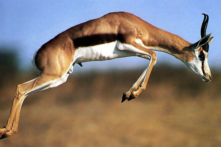 Thompson-I-in-Mkomazi