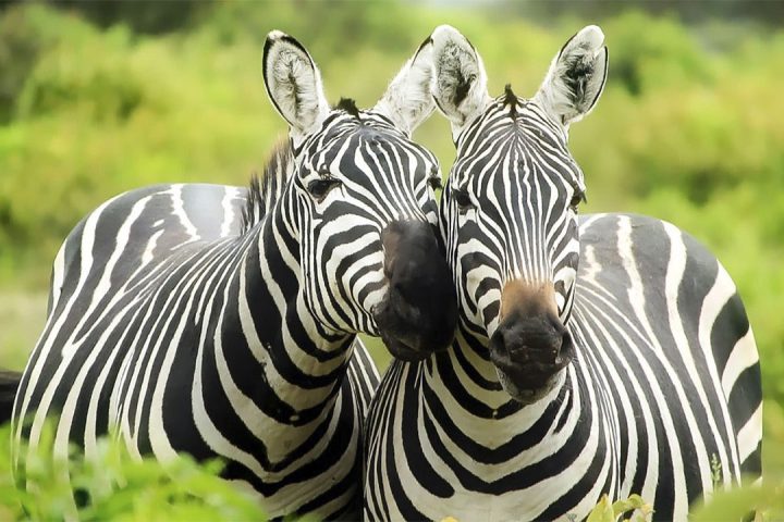 Zebra-in-National-Park