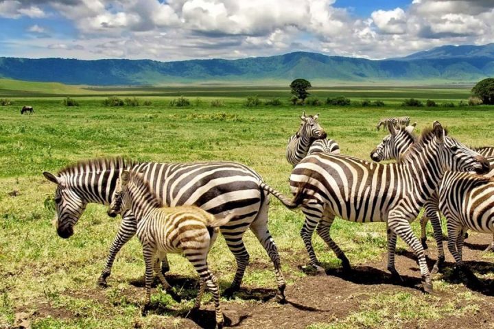 Zebra-in-Ngorongorio